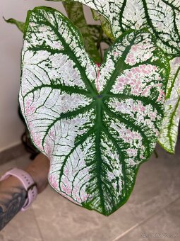 Caladium White Christmas - 2