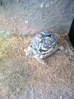 Stigmochelys pardalis - 2
