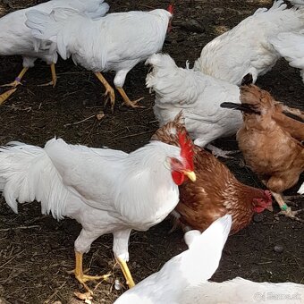 Leghorn biely. - 2