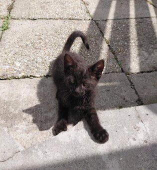 Mainská mývalia - 2