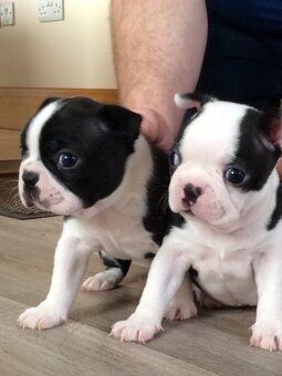 K dispozícii šteniatka bostonského teriéra. - 2