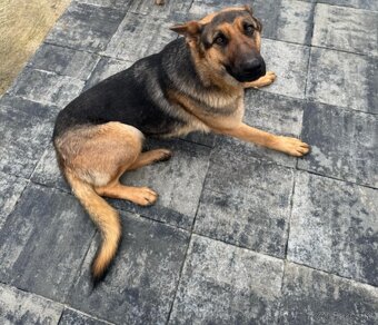 Darujem za symbolickú cenu - 2