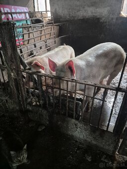 Jatočné prasce - 2