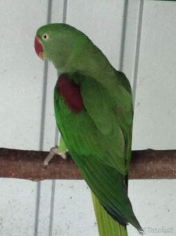 Alexander veľky - Nepálsky - 2