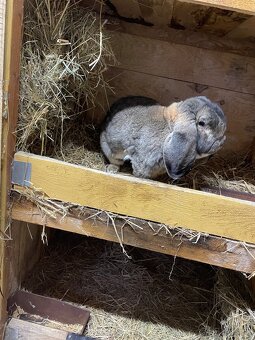 Francuzsky Baran - 2