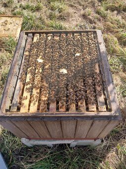 Včely-Predám Včely - 2