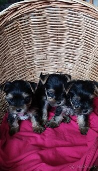 Yorkshirsky teriér - 2