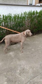 Weimarský stavač - 2