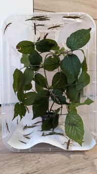 Eurycantha calcarata - 2