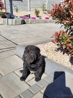 SHARPEI - 2