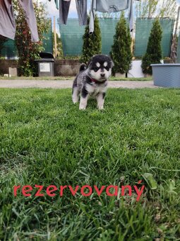 Predám šteniatko Mix husky/malamut. Odber možný od 4.mája Pr - 2