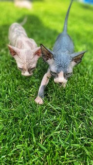 Sphynx - 2