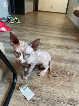 Sphynx - 2