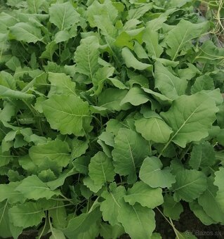 Planty, priesady - 2