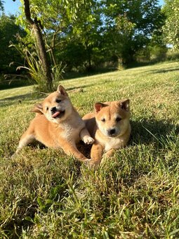 Šteniatka Shiba Inu - 2
