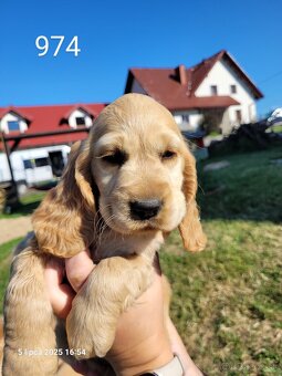 Anglický kokeršpaniel s rodokmeňom - 2