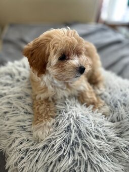 maltipoo - 2