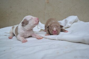 American bully - 2