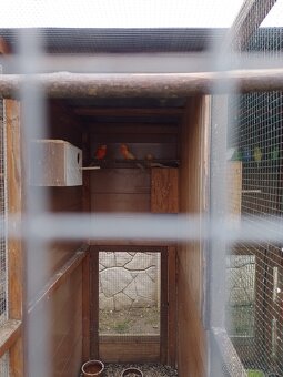 Papagáj spevavy - 2