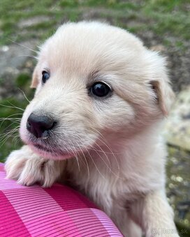 Darujem šteniatka - 2