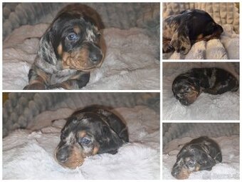 Krátkosrstý jazvečík trpasličí - šteniatka - 2