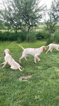 Taliansky stavač - 2