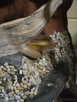 Predam užovku - 2