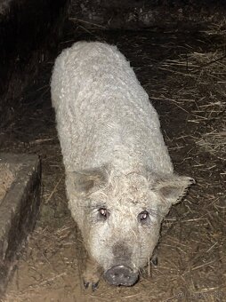 Mangalica prasa, kanec - 2