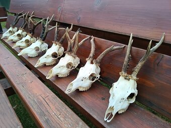 Trofeje,parohy, zhody, trofeje, srnce - 2