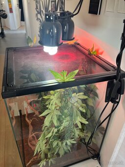 Terárium Repri Planet - 2