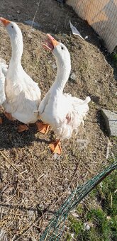 hus kučeravá - gunár - 2