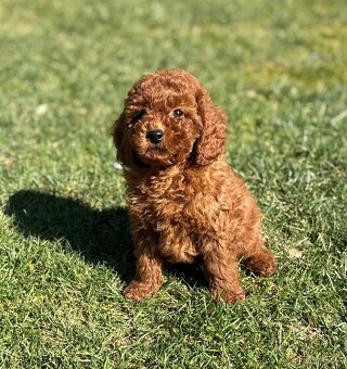 Pudel, pudlik toy / trpaslik - 2