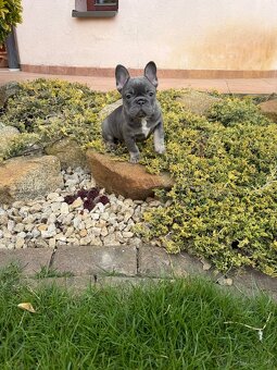 Francuzsky buldoček blue tan fenka - 2