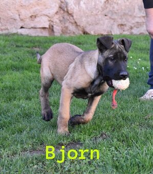 Belgický ovčiak Malinois s PP - 2