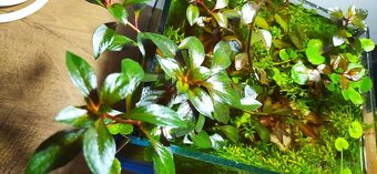 LED svetlo pre malé akvárium - 2