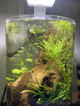 Predám zostrih rastlín. - 2