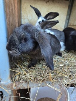 Predám králiky - 2
