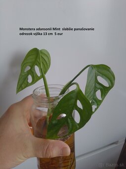 Rastliny predaj - 2
