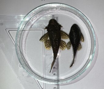Prísavníci - Ancistrus – párik + malé rybky - 2