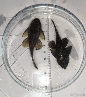 Prísavník - Ancistrus – párik + malé rybky - 2