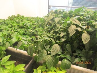 predam plantu, priesady - 2