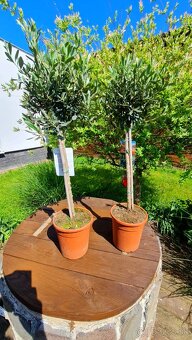 Oliva europska / Olea Europea - 2