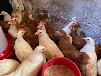 5 týždňové Leghorn biely a gazdovska hempsirka - 2