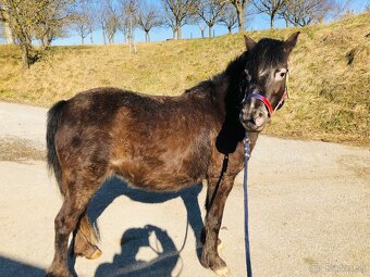 Predam pony - 2