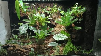 Terárium exoterra 60x45x45 - 2
