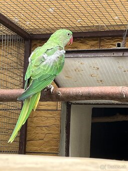 Predám Alexandre … - 2