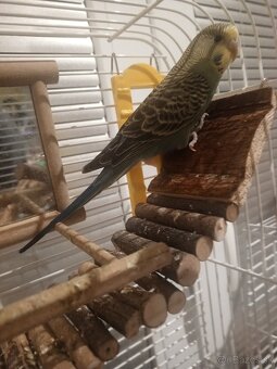 Predám andulku ❗❗ - 2