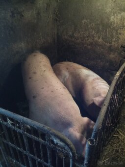 Predám prasa - 2