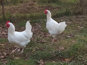 Kohút Marans biela - 2