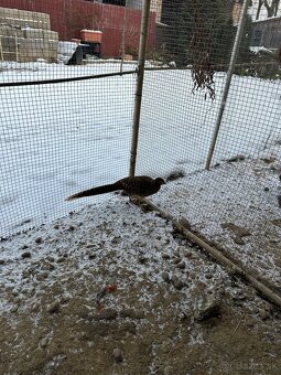 Kačičky Mandarínske - 2